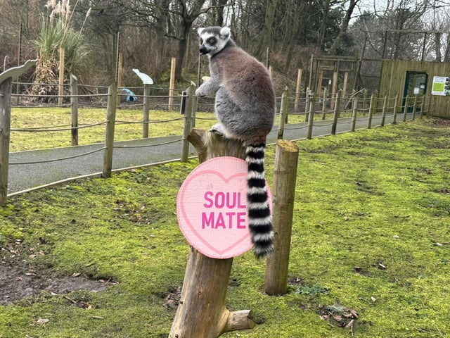 The ring tailed lemur is looking for a soulmate.
