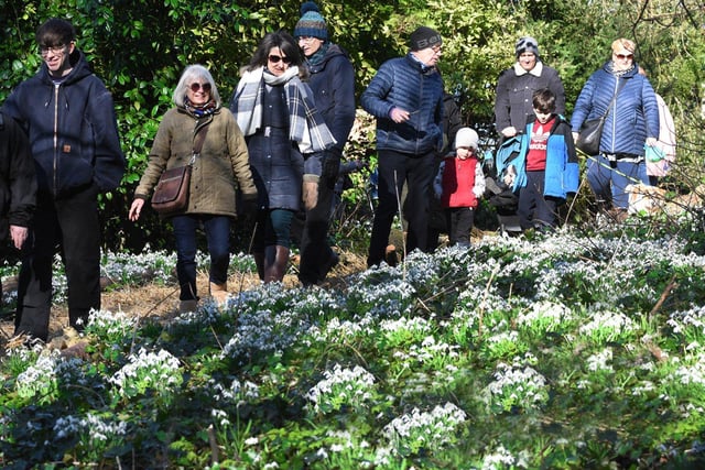 Crowds enjoy the fields of early spring snowdrops.