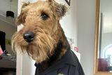 Athena the Lifeboat Airedale.