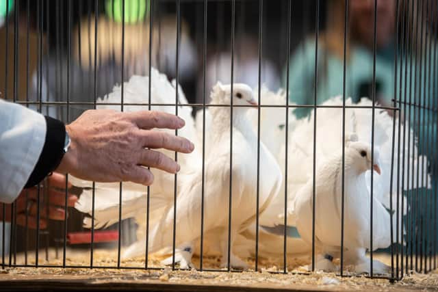 The main event was the showing and judging of over 2,000 of the top homing pigeons in the country.