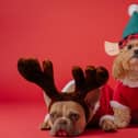 Many of us get swept up in the festive spirit and succumb to the temptation of giving pets as gifts. Photo credit: Karsten Winegeart, Unsplash