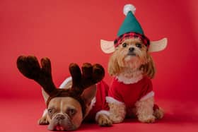Many of us get swept up in the festive spirit and succumb to the temptation of giving pets as gifts. Photo credit: Karsten Winegeart, Unsplash