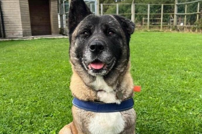 Breed: American Akita. Age: Approximately 8. The RSPCA say: Roxy arrived at the centre via an RSPCA inspector as her owner was no longer able to care for her. Roxy is a friendly and generally well mannered girl who has a fantastic temperament with people. Roxy is very interested in other dogs whilst out walking, however she doesn’t always know how to interact politely with certain ones so we feel she will be better suited to a home where she is the only pet.