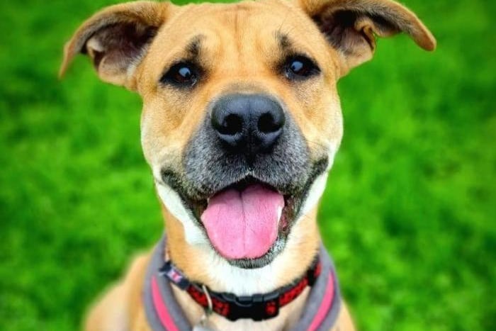 Breed: Crossbreed/Unknown. Age: Approximately 4. The RSPCA say: Nala is a very sweet girl who loves attention from people. Nala can sometimes get over excited and likes to make a lot of noise, especially when passing other dogs. She does however settle down and will walk nicely next to other dogs from the centre. Nala would enjoy an active lifestyle as she is always full of energy and would benefit from going over basic training. Nala can get giddy at times so would need a calm and patient owner to help her compose herself. Previous experience with large breed dogs is preferred but not necessary.