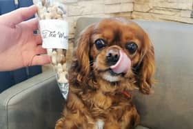 Tea World, 6 Common Edge Rd, Blackpool FY4 5AU. Dogs are always welcome here, and can enjoy a range of luxury treats in the cosy cafe.
Coffee, cakes and a wide range of exotic teas available. https://www.restaurantji.co.uk/lancashire/blackpool/tea-world-/
