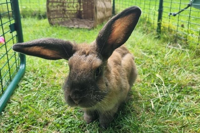 Pancho is one of several rabbits born in the care of the RSPCA after their mum was removed from poor conditions. He is getting used to being handled and human interaction