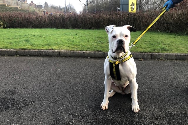 American Bulldog - female - aged 5-7. Mary is super friendly and needs lots of attention.