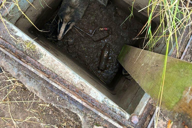 A lucky badger leapt back to his natural habitat in July thanks to an RSPCA officer who rescued him from a four foot hole in the ground in a field in Solihull.