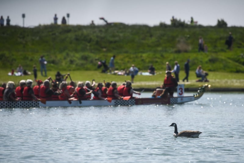A goose glides along Fairhaven Lake serenely amid the racing action at the Blue Skies Dragon Boat Festival.
