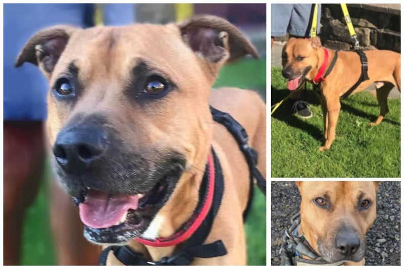 Rico is a five-year-old Ridgeback cross Staffy who is house trained and would be okay in a household with older children. It would also need to be a pet free home. He is super sweet and forms strong bonds. He also knows his basic training