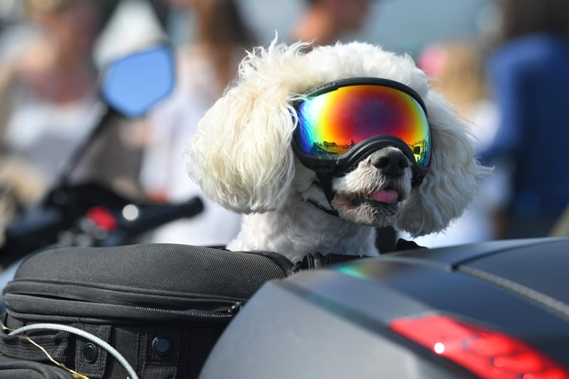Nice goggles pup!
