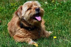Keep your dog cool during the heatwave