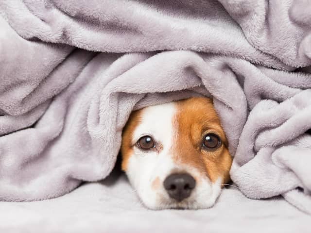Keeping pets warm this winter is essential (photo: Adobe)