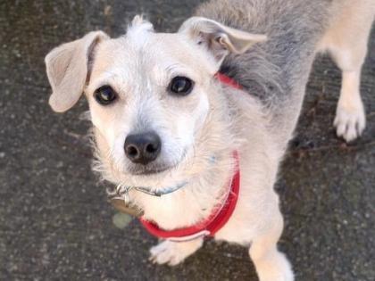Sweet girl Connie arrived with another dog after her welfare needs weren’t being met. It is thought she has never been out of the house, so the outside world was very scary for her. She would prefer an adult-only household.