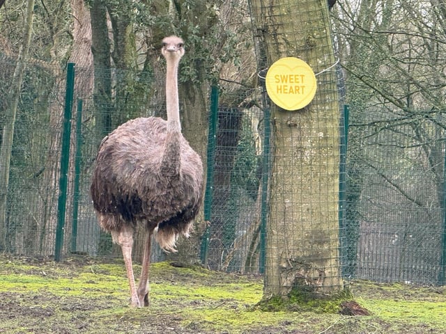 An Ostrich is looking for a sweetheart.
