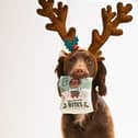 A study of 2,000 dog owners in the UK  revealed nine in 10  are likely to buy their dog a Christmas present this year