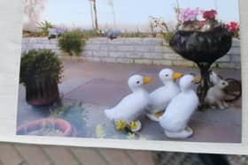 The three large, ornamental ducks which have been taken from pensioner Edna Grime's home at Norbreck in Blackpool