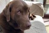 Hi Bentley!