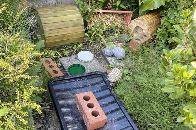 The family's hedgehog houses and feeder stations
