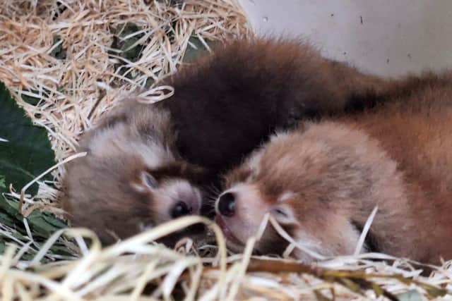 The two adorable red panda cubs born at Blackpool Zoo.