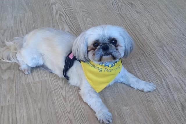 Minnie the therapy dog is volunteering at The Harbour, Blackpool