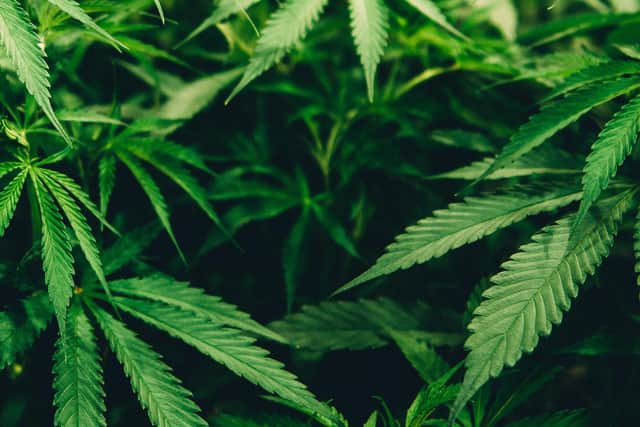 Mark McGhee, 38, was charged with cannabis production after officers found the illegal plants while searching his flat in North Albert Street, Fleetwood. Photo by https://unsplash.com/@mrbrodeur