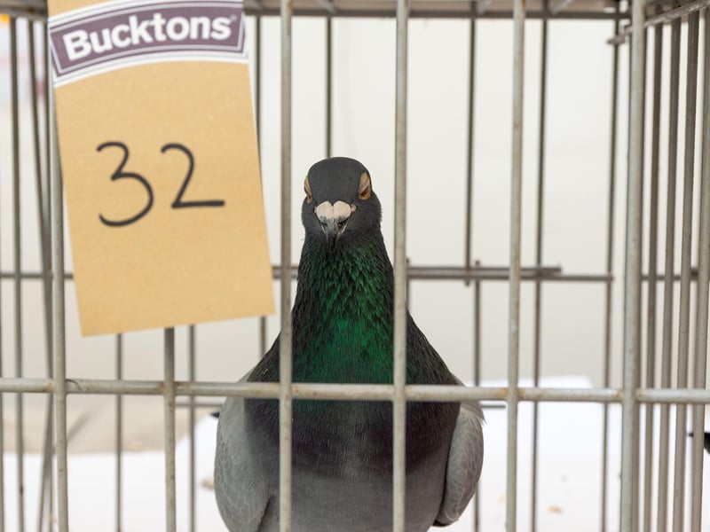 Bird's eye view - one of the pigeons available for auction at The Solaris Centre in Blackpool. Photo: Kelvin Stuttard