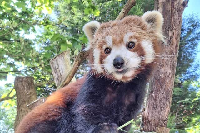 Red panda mum Alina, who celebrated her fourth birthday this week, has given birth to two new cubs.