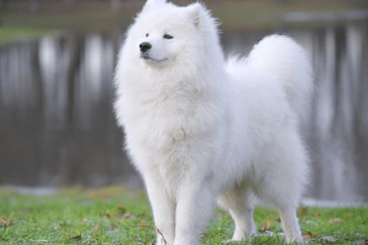 Average cost best sale of samoyed puppy