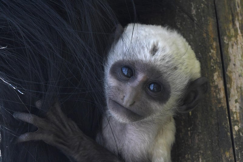 King colobus monkey Charles, born at Blackpool Zoo in April, has been named after King Charles III