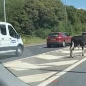 The eastbound carriage of the M55 was forced to close at around 2.50pm on Thursday (August 10) after the cow ran onto the motorway. (Picture by Victoria Jackson)