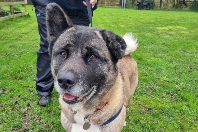 Roxy is a seven-year-old Amercian Akita. Following an accident in her previous home she needed an operation on her leg but has recovered really well and is building her exercise. She's friendly and has a fantastic temperament with people but would be better suited in a home where she is the only pet