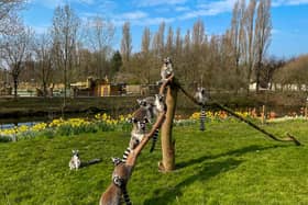 The lemurs enjoying the newly renovated Lemur Wood