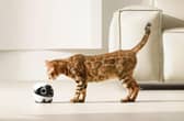 he ROLA Mini is available to buy from Enabot.
