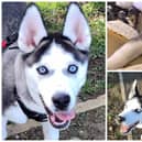 This is Nicco, a four month old male husky with the most amazing eyes! He is fully house trained and is friendly with children. He has lots of energy but is settles and learning house rules. He would suit an active home with a playful dog