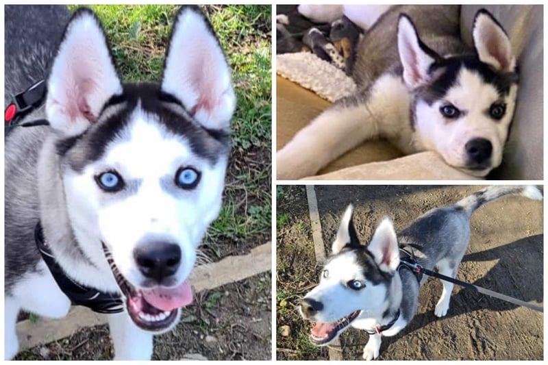 This is Nicco, a four month old male husky with the most amazing eyes! He is fully house trained and is friendly with children. He has lots of energy but is settles and learning house rules. He would suit an active home with a playful dog