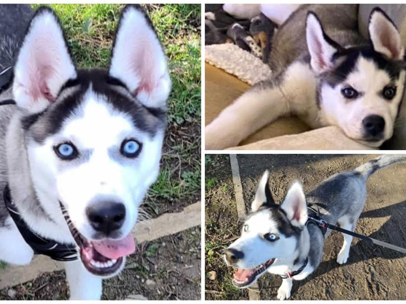 This is Nicco, a four month old male husky with the most amazing eyes! He is fully house trained and is friendly with children. He has lots of energy but is settles and learning house rules. He would suit an active home with a playful dog