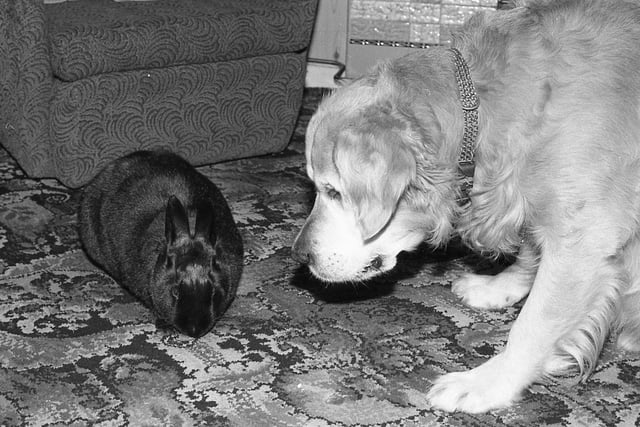 Meet the hare of the dog! Bunsen the rabbit and Crispin the golden retriever are happy to share the affections in the Melling household. Ever since Crispin sniffed out the black rabbit, huddling half frozen in a hedgerow, the two have been unlikely kennel-mates at their home in Sycamore Avenue, Garstang