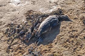 dead birds washed up on St Annes beach