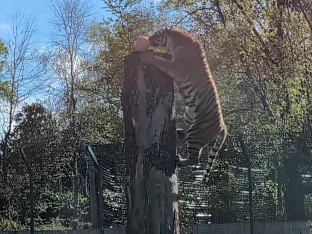 This big guy was thrilled with his treat.