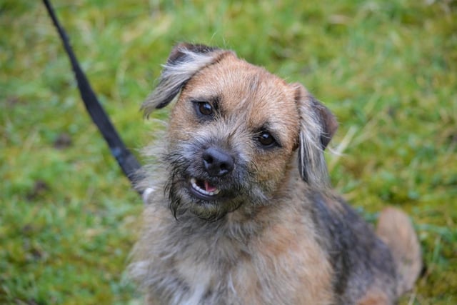 Border Terrier - male - aged 2-5. Paddy loves running around and having fun. He can be shy, though.