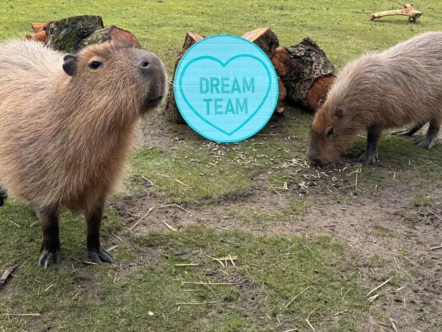 Dream team capybaras.