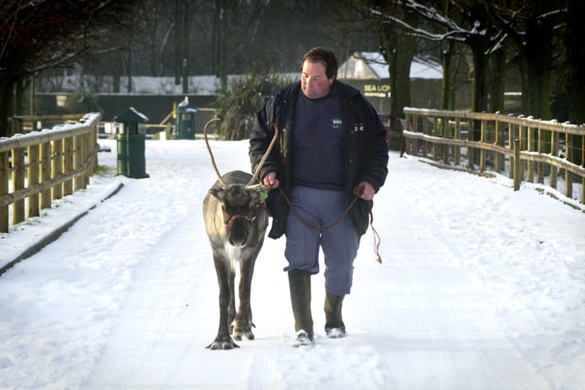 Dandy, one of the reindeer at Blackpool Zoo, enjoyed a stroll in the snow with Senior Keeper Ian Winward in 2000