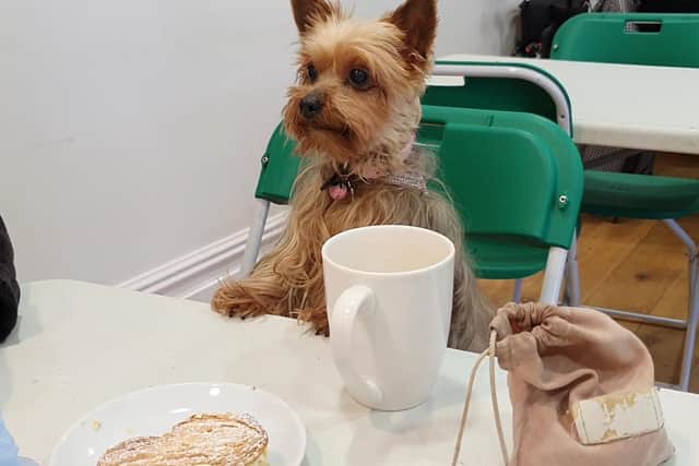A Yorkshire Terrier and a cup of tea at Stanley Park Dog Club