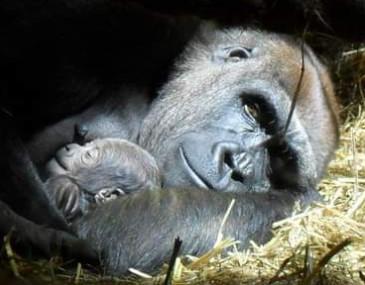 How about visiting Blackpool Zoo on Mother's Day? It will be a great chance to see some of the other mothers, such as the ones in the gorilla household!