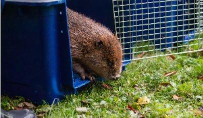 Two beavers arrived at a specialist RSPCA wildlife centre after being saved from drowning in an overflow drain. The beavers were brought into RSPCA West Hatch centre by Secret World Rescue who had responded to a phone call about an animal trapped in Frome, Somerset. The caller thought it might have been an otter.
Upon arrival, the rescue team discovered not one but two beavers trapped in around a metre's worth of dirty water and at risk of drowning.
The very unusual guests arrived at RSPCA West Hatch wildlife centre near Taunton in October where they were given supportive care as they regained strength. After careful transportation from the wildlife centre, the beavers were released back into the wild.