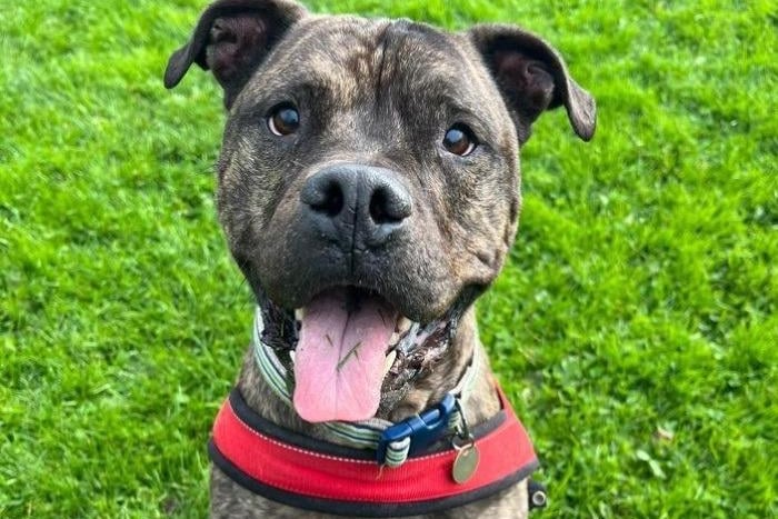 Breed: Crossbreed/Unknown. Age: Approximately 6. The RSPCA say: This happy boy is Rocky. He is an extremely friendly dog who loves cuddles with the team and gets very excited when meeting new people. He is great to walk and enjoys wandering down the lanes with dogs from the centre. He doesn’t always appreciate people messing with his paws but is very food motivated which makes training quite easy. He enjoys going off lead in the paddock and can get quite giddy.