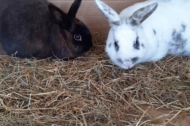 Diva and Beau need a new home in Blackpool