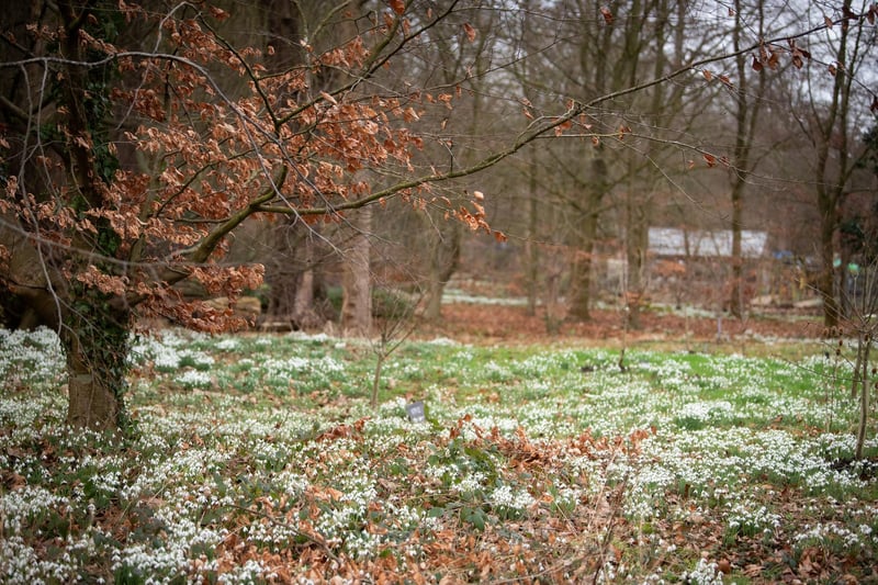 The snowdrop weekends at Lytham Hall continue all the way through February.