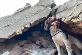 Hero dog - six-year-old Springer Spaniel search and rescue dog Davey is to be recognised with a special award from the International Fund for Animal Welfare Awards (IFAW) at the BAFTA, London, for saving lives following Turkey’s devastating earthquakes earlier this year